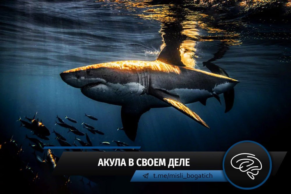 Белая акула