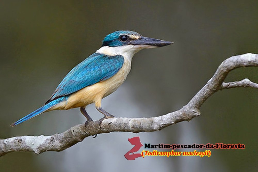 Рыжешейная Альциона (Todiramphus ruficollaris)