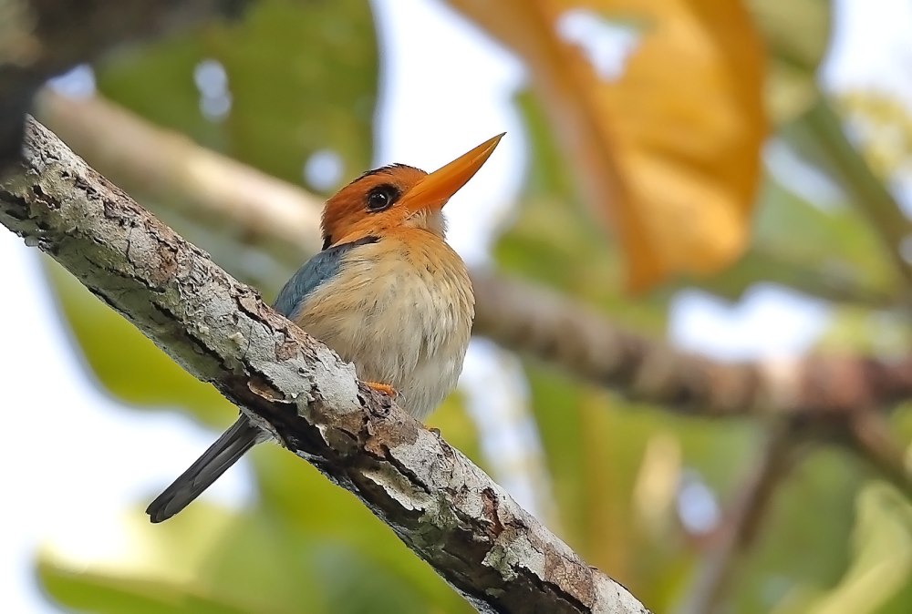 Yellow billed Kingfisher