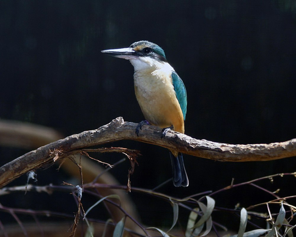Todiramphus Gambieri