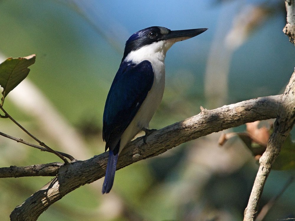 Forest Kingfisher птица