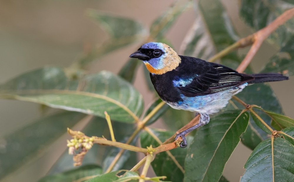 Tangara larvata Golden-Hooded Tanager
