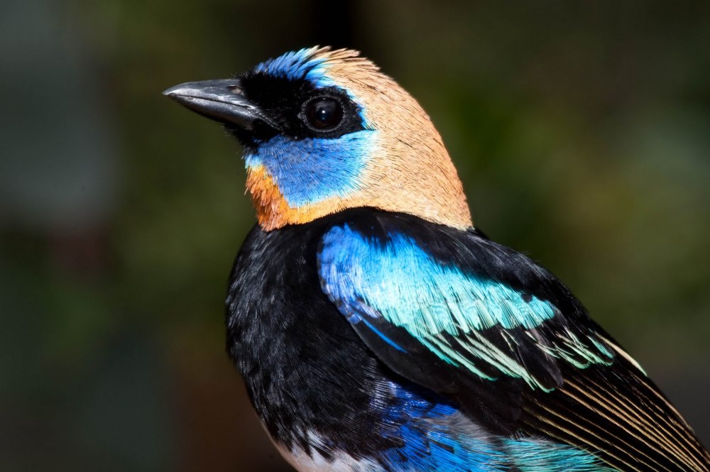 Tangara larvata Golden-Hooded Tanager