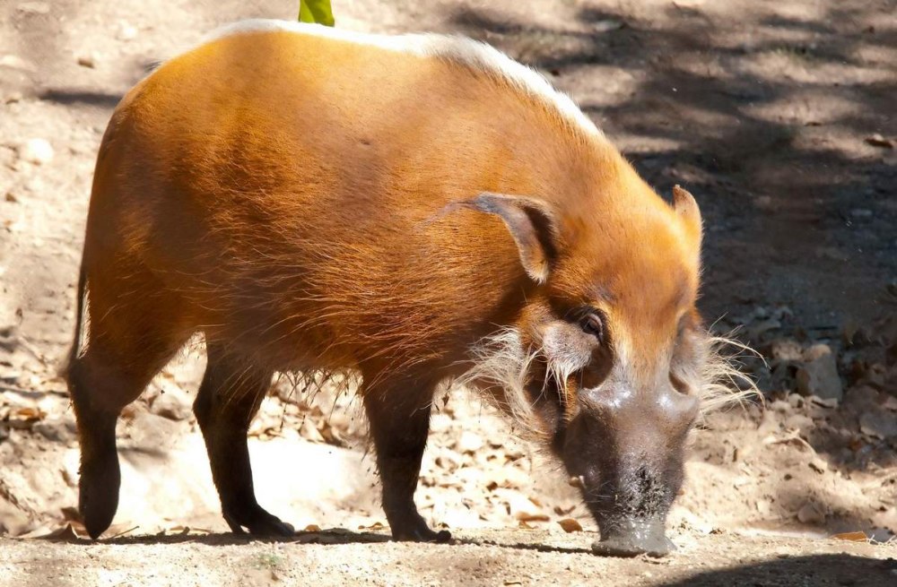 Животные рода кистеухие свиньи