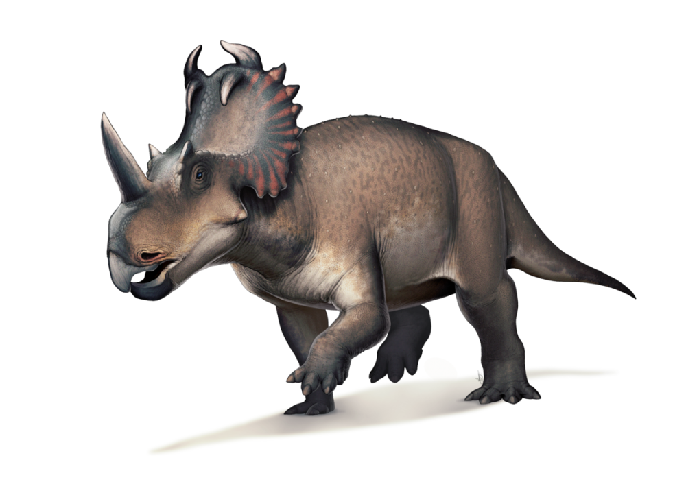 Vagaceratops ВАГАЦЕРАТОПС