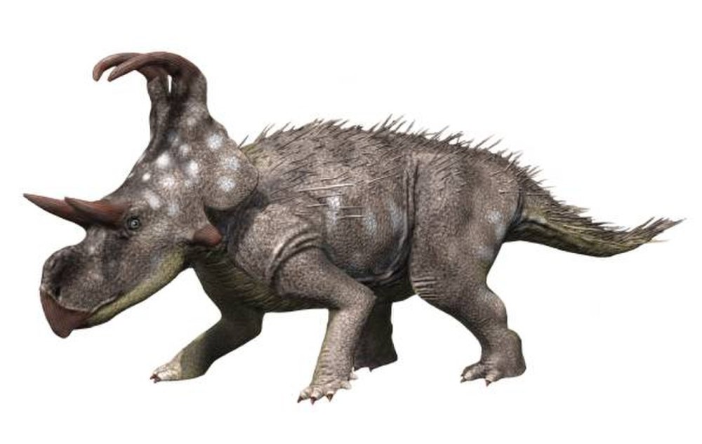 Spinops sternbergorum
