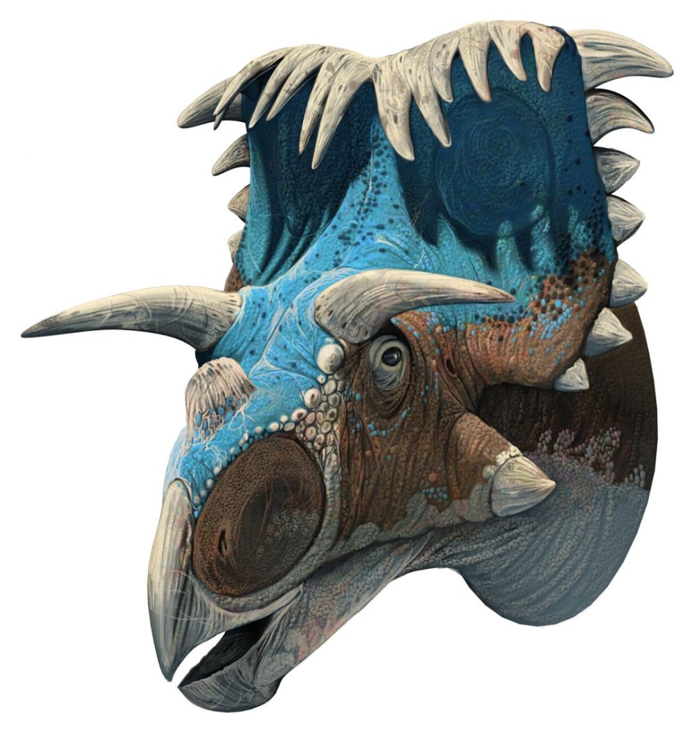 Kosmoceratops richardsoni