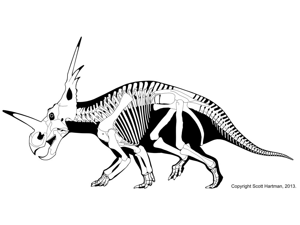Styracosaurus albertensis