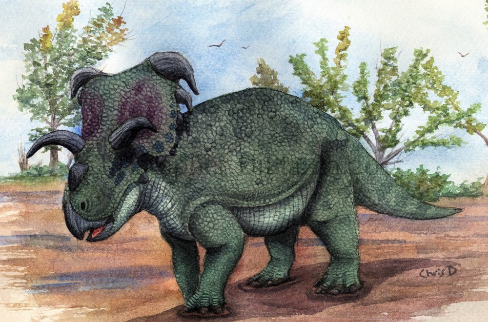 Medusaceratops lokii