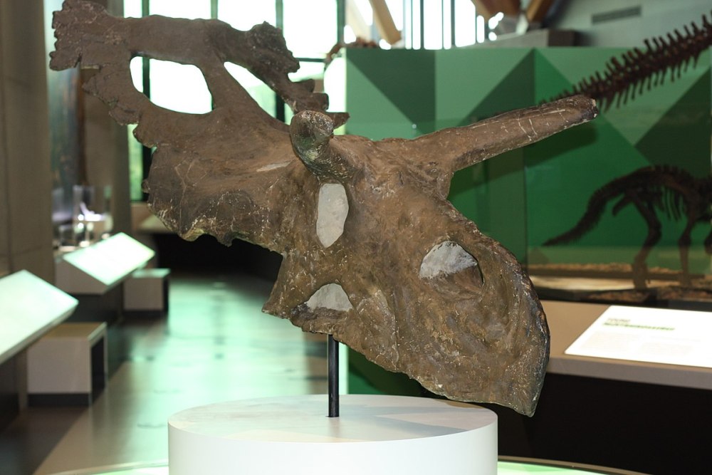 Philip j. Currie Dinosaur Museum