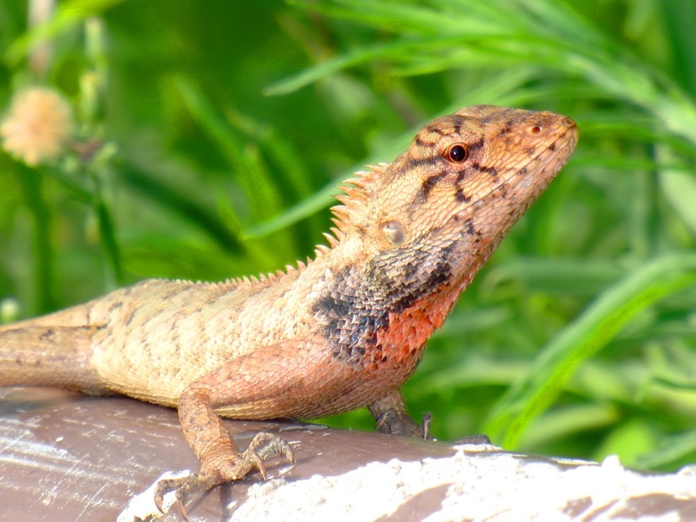 Calotes versicolor