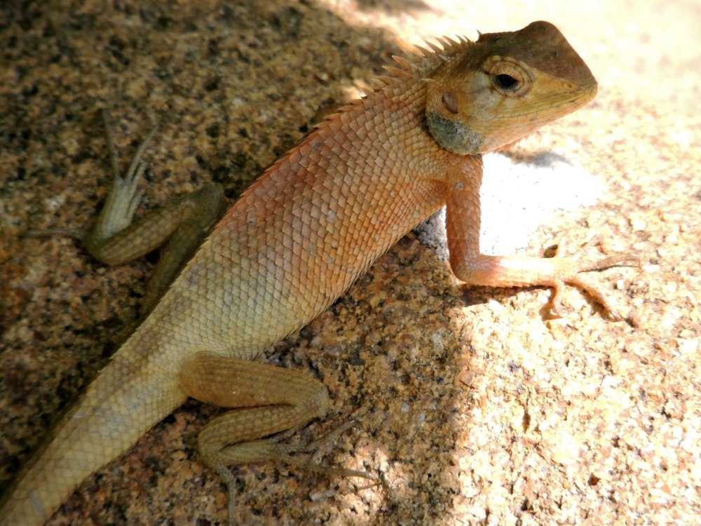 Calotes versicolor