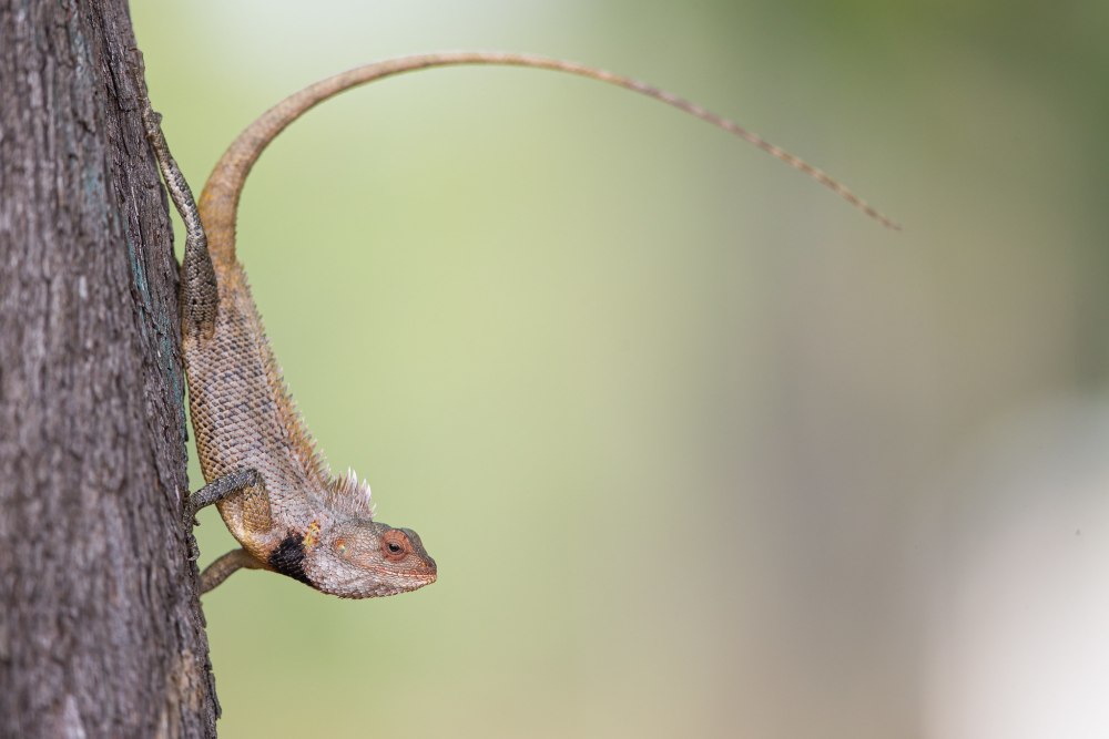 Calotes versicolor