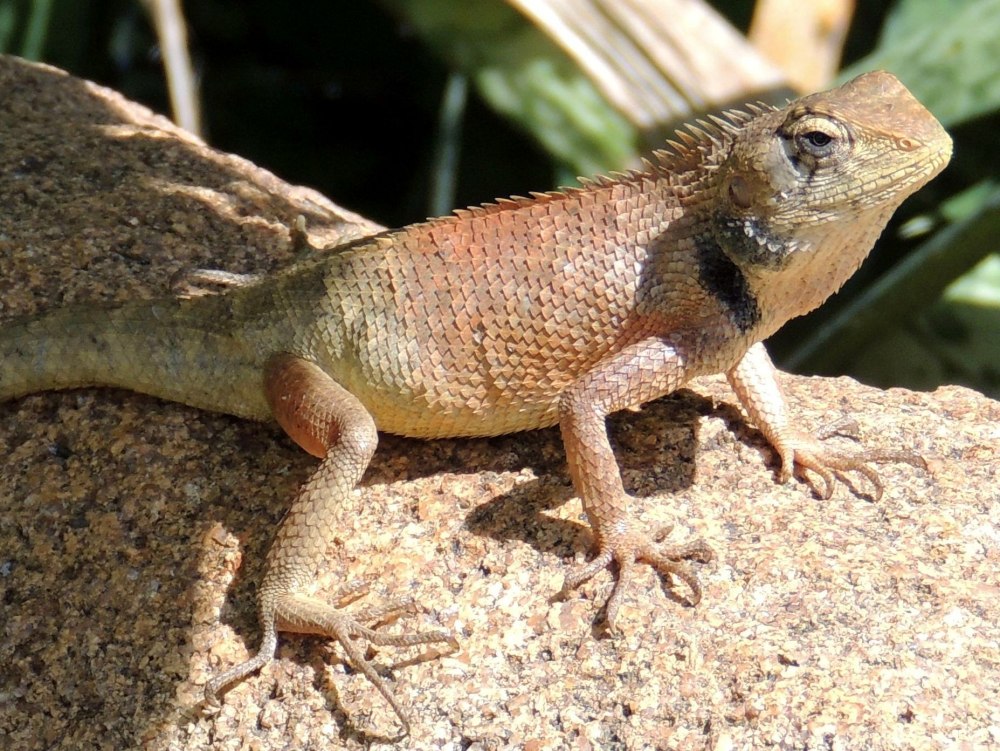 Calotes versicolor