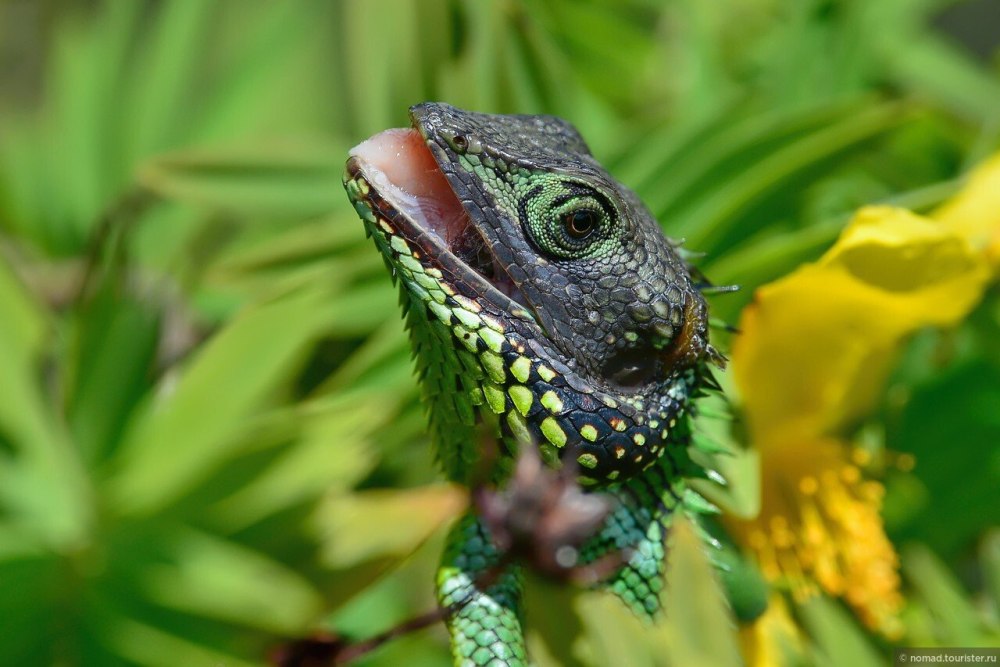 Calotes nigrilabris