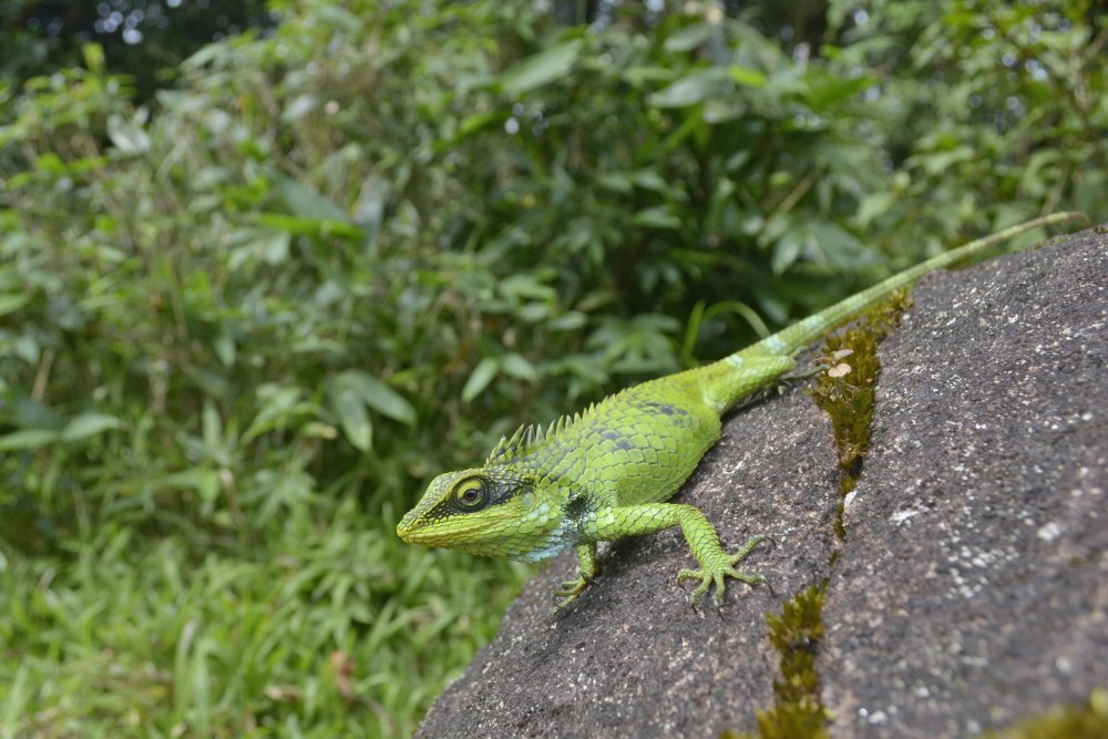 Forest Lizard