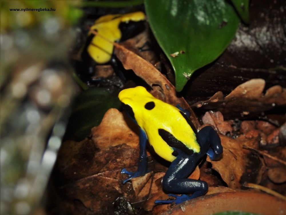 Dendrobates tinctorius Citronella