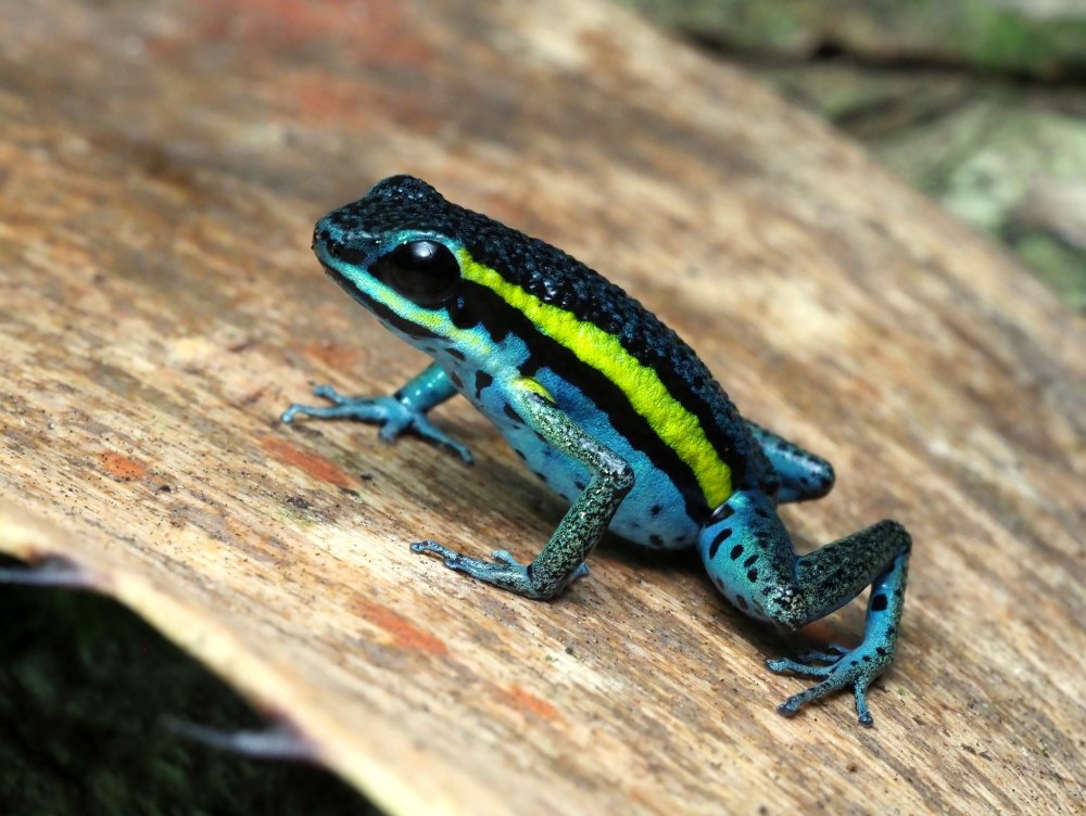Древолаз Ameerega pongoensis