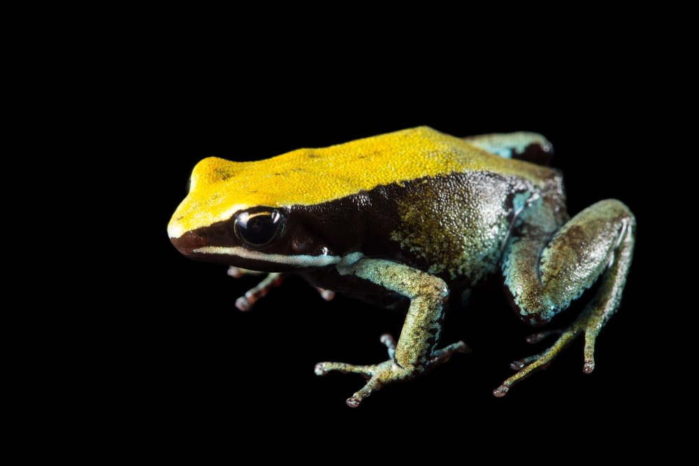 Золотая Мантелла Mantella aurantiaca