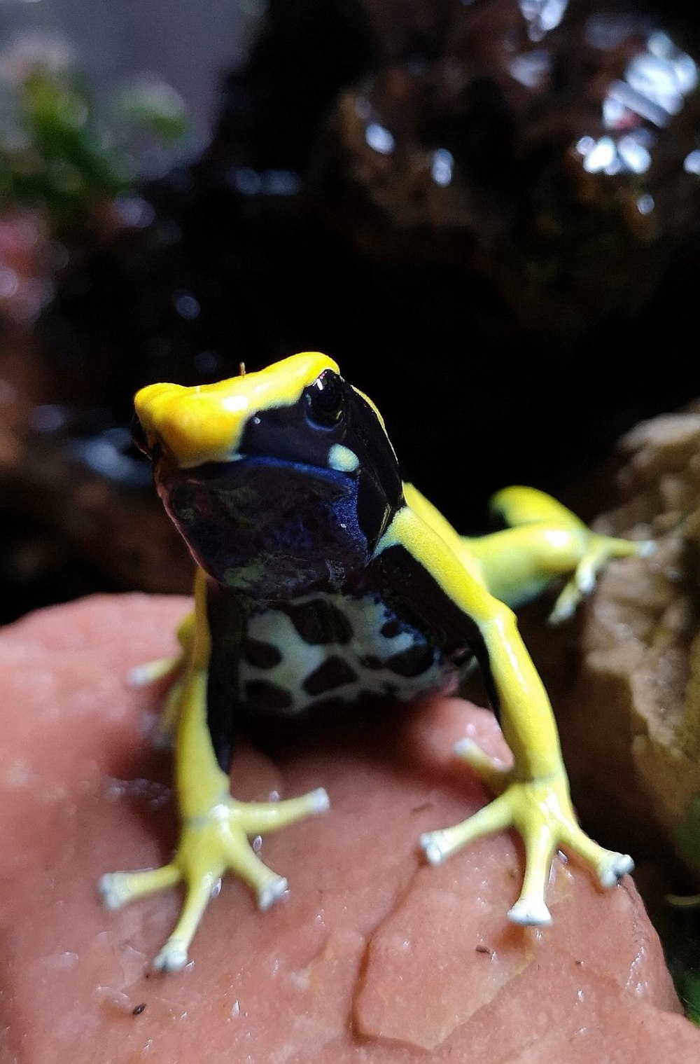 Dendrobates tinctorius Patricia