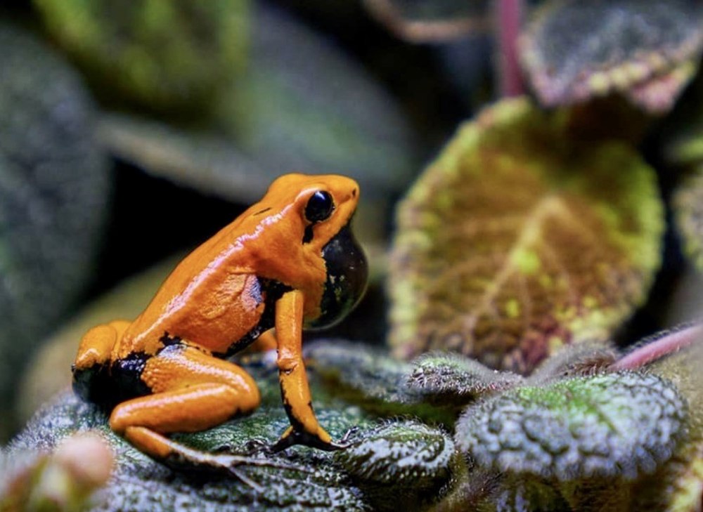 Phyllobates terribilis Orange Blackfoot