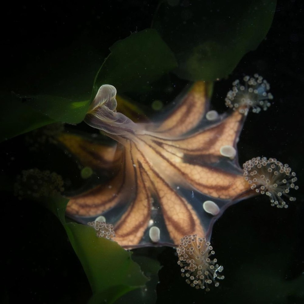 Haliclystus stejnegeri