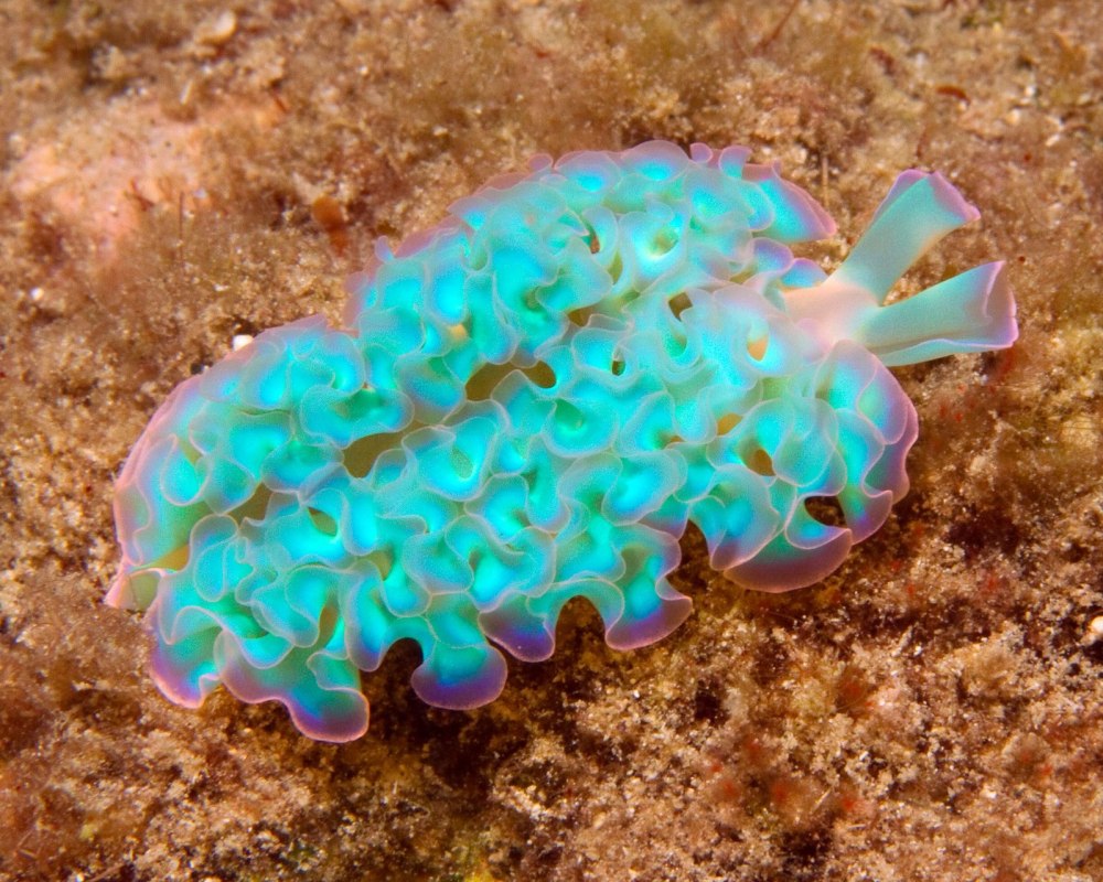 Морской СЛИЗНЯК Голожаберник
