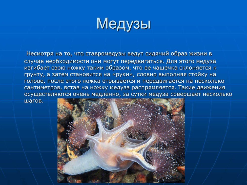Медузы презентация