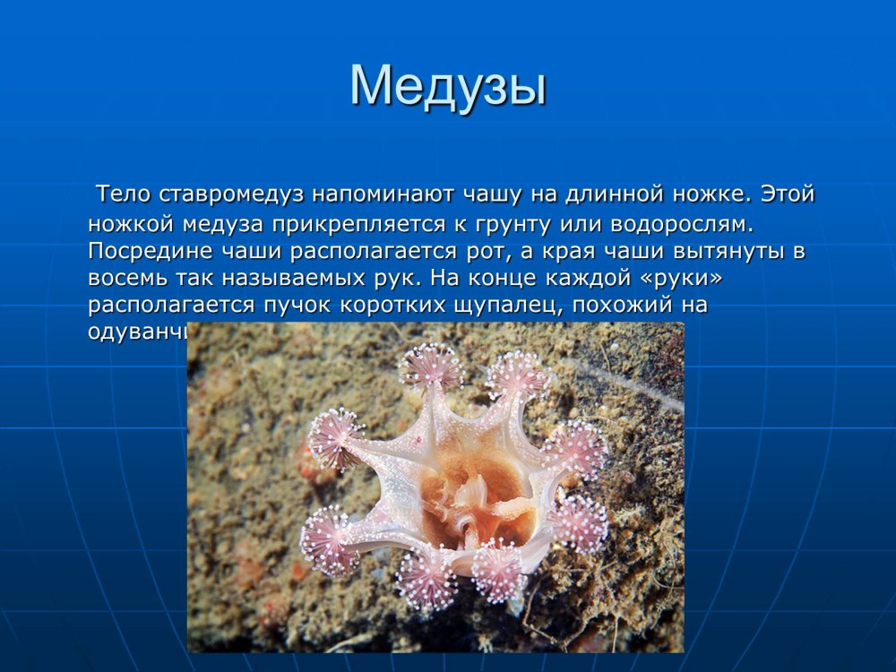Ставромедузы Тип класс