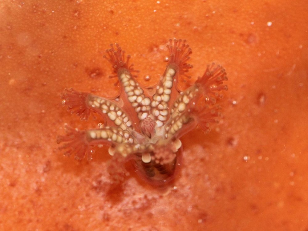 Haliclystus octoradiatus