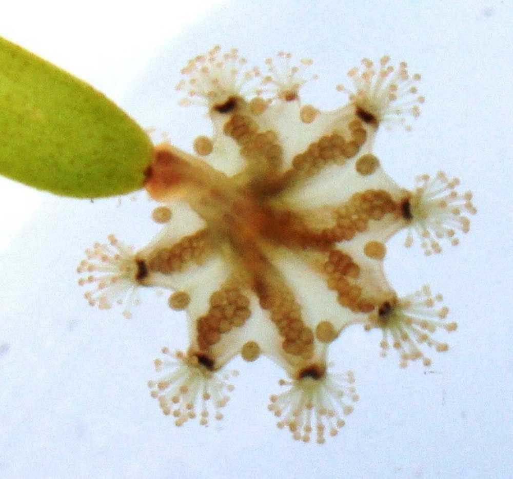 Haliclystus auricula
