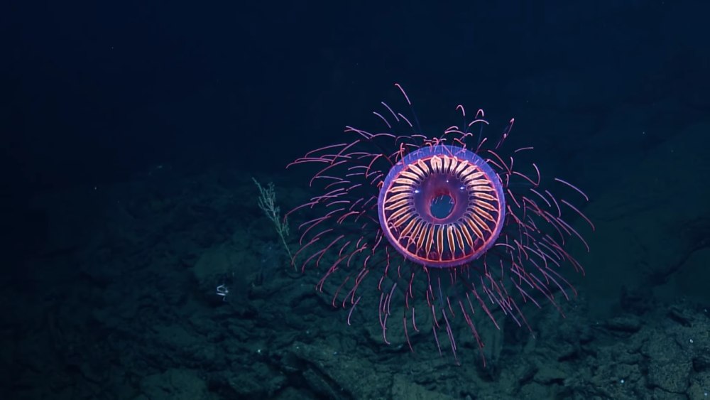Halitrephes Jelly