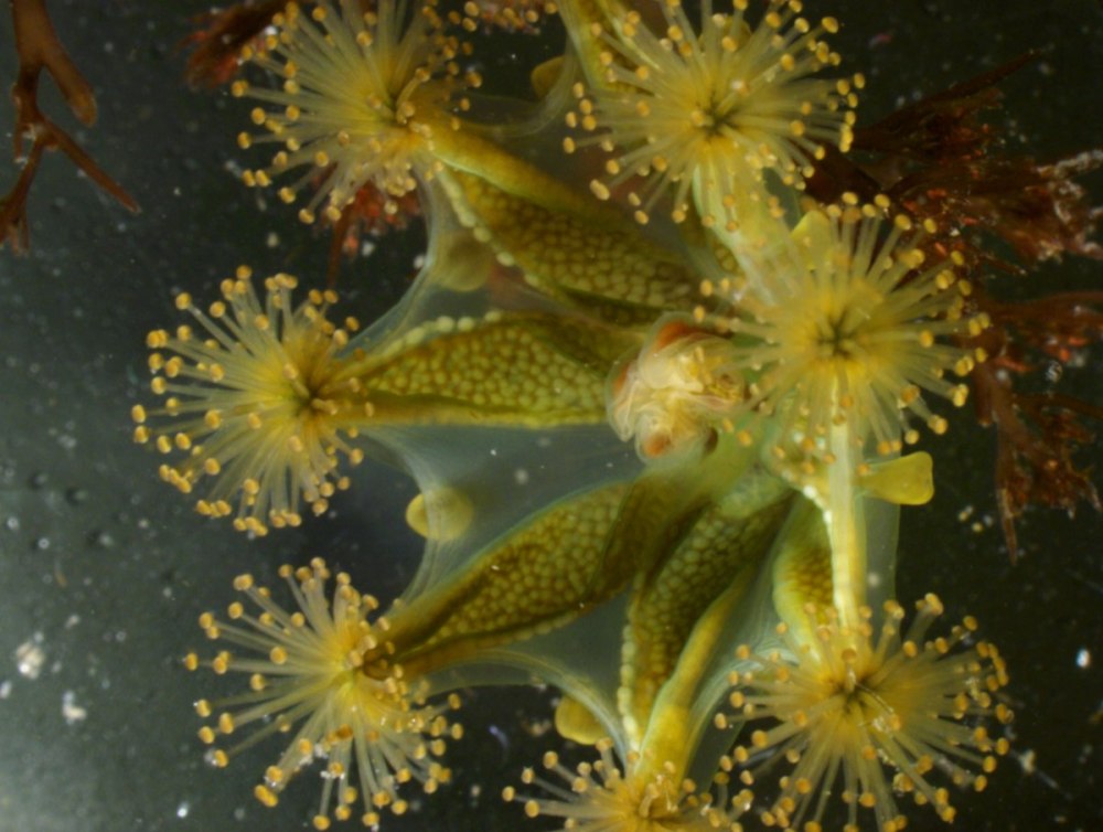 Haliclystus stejnegeri