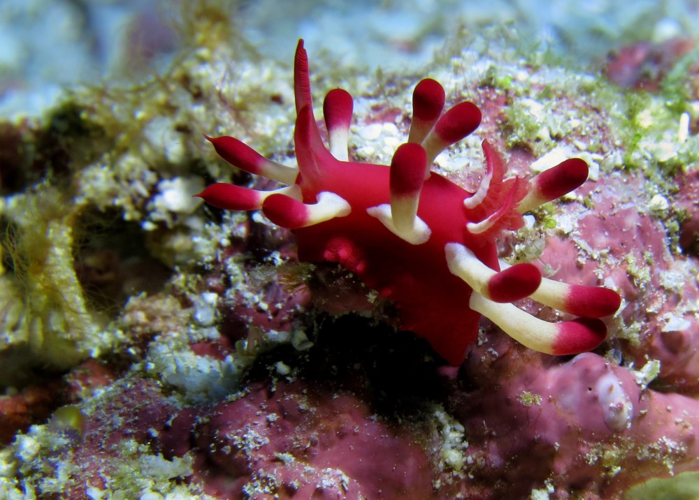 Голожаберные (Nudibranchia)