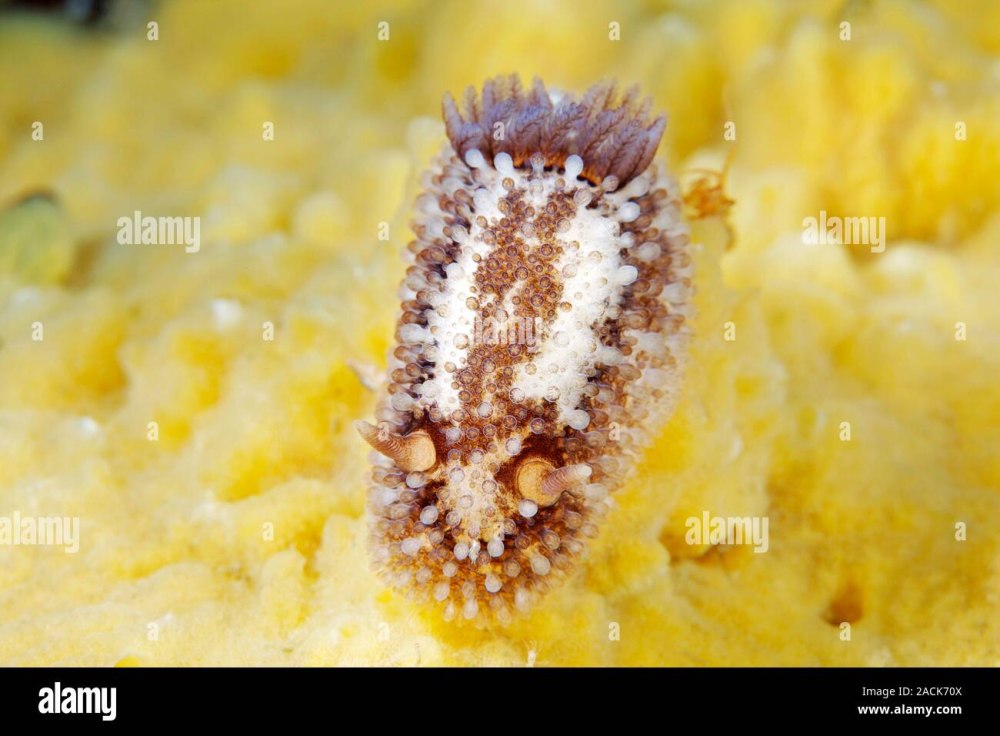 Onchidoris muricata