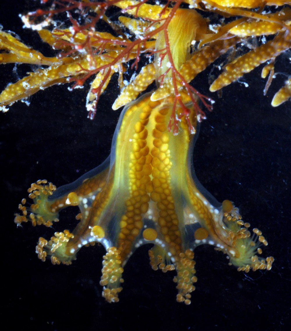 Staurozoa класс