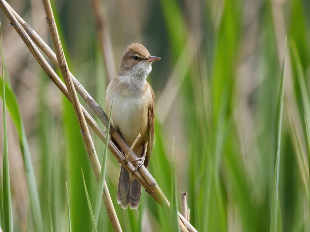 Acrocephalus scirpaceus
