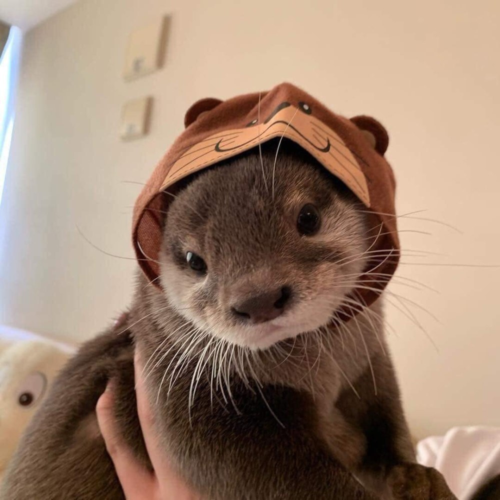 Kotaro выдра