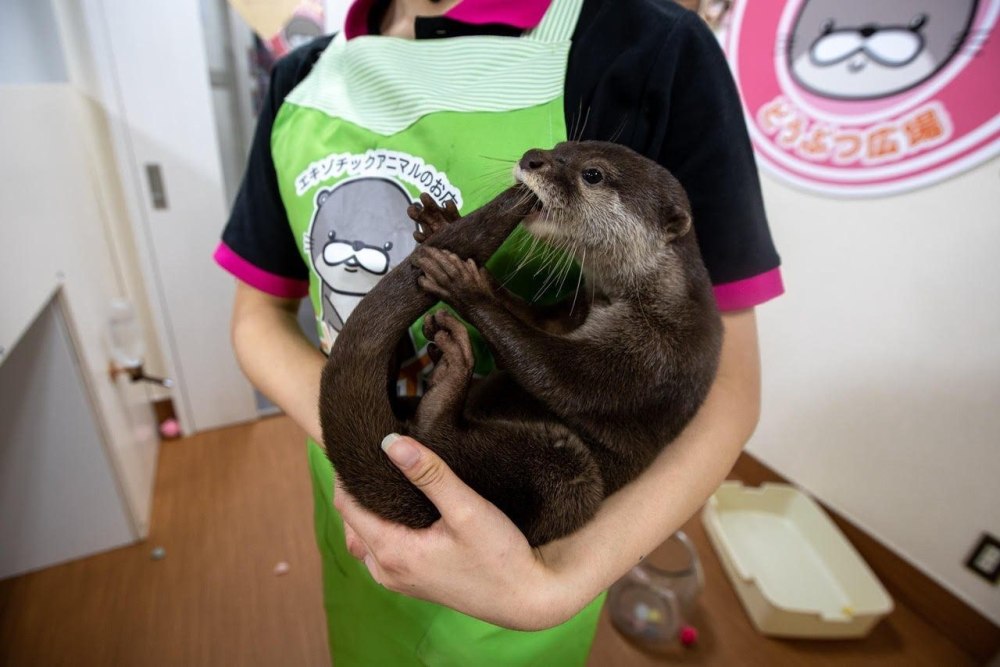 Otter домашняя
