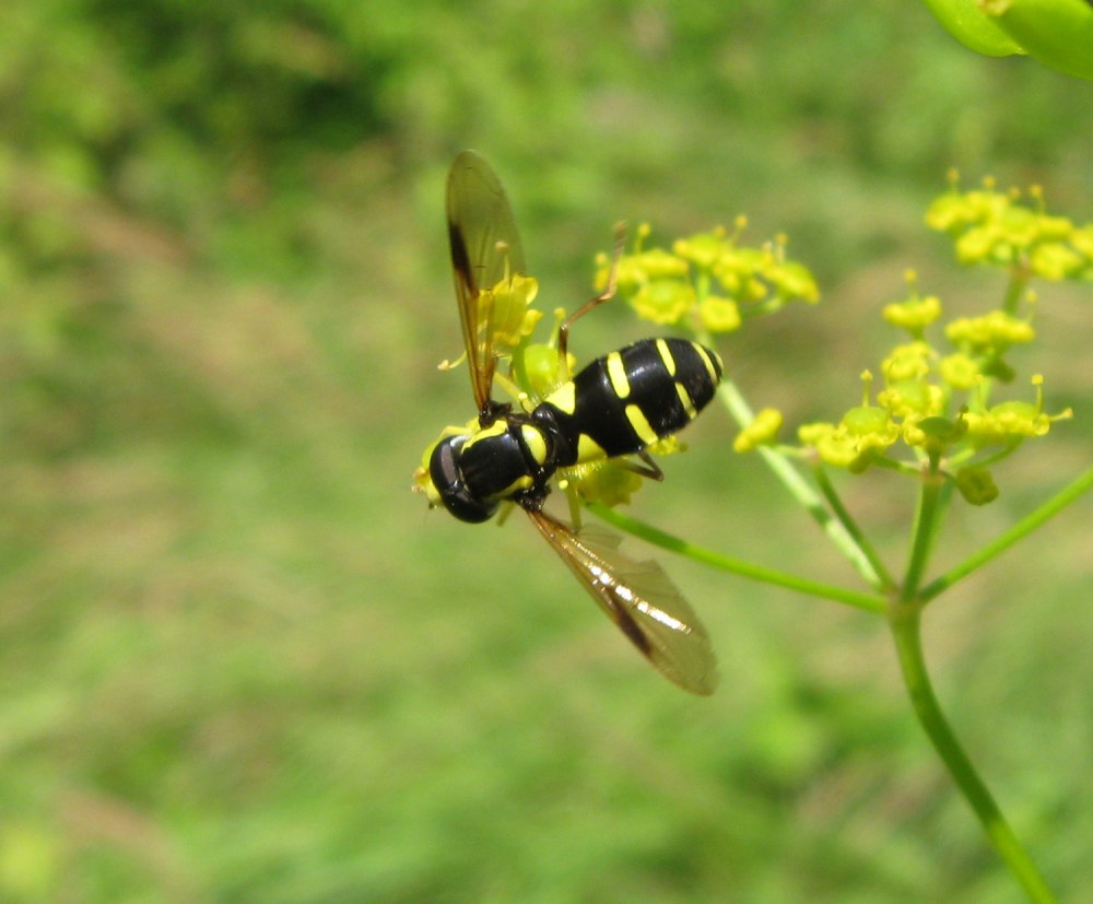 Xanthogramma pedissequum