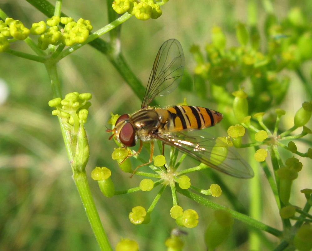 Episyrphus balteatus