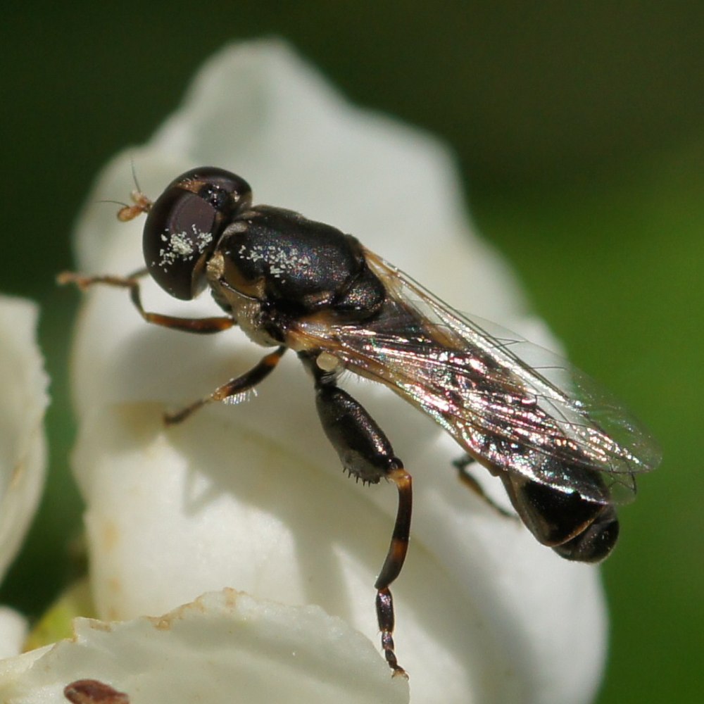 Syritta pipiens