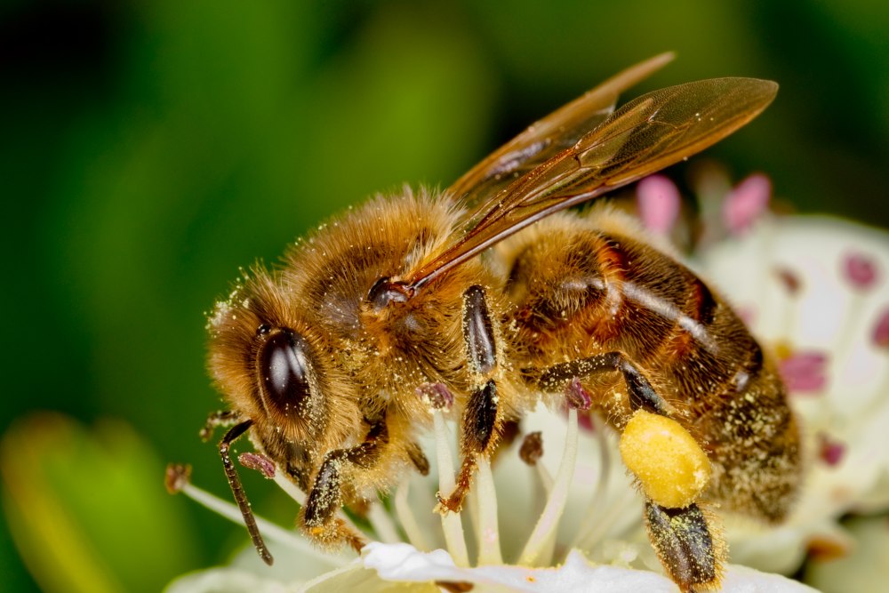 Пчелы plebeia