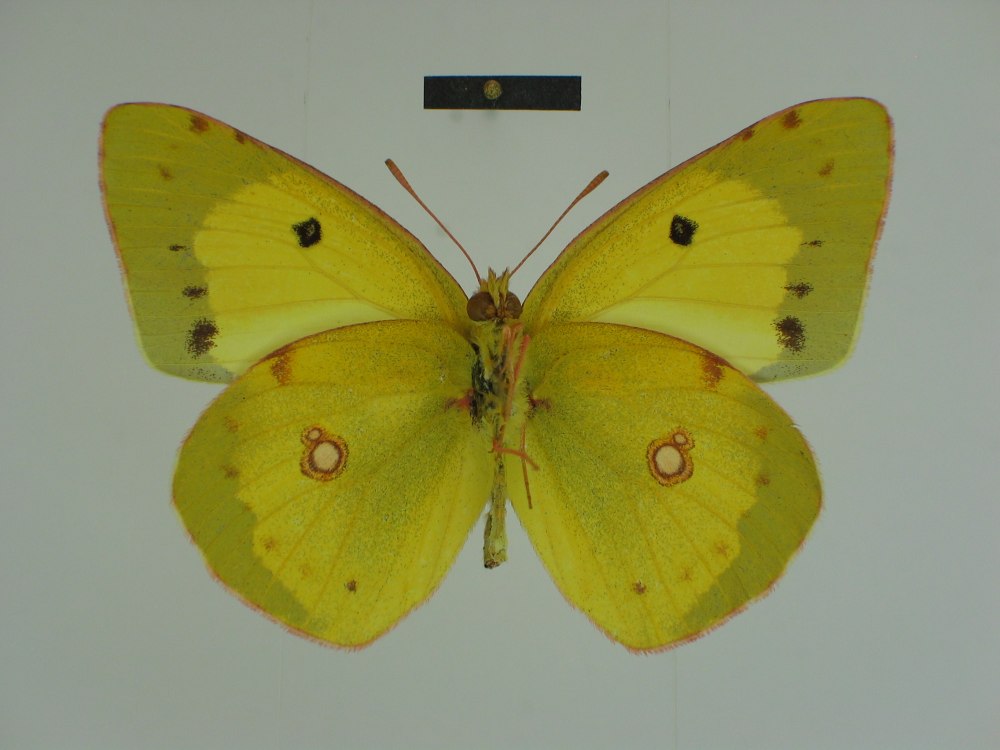 Гибриды COLIAS