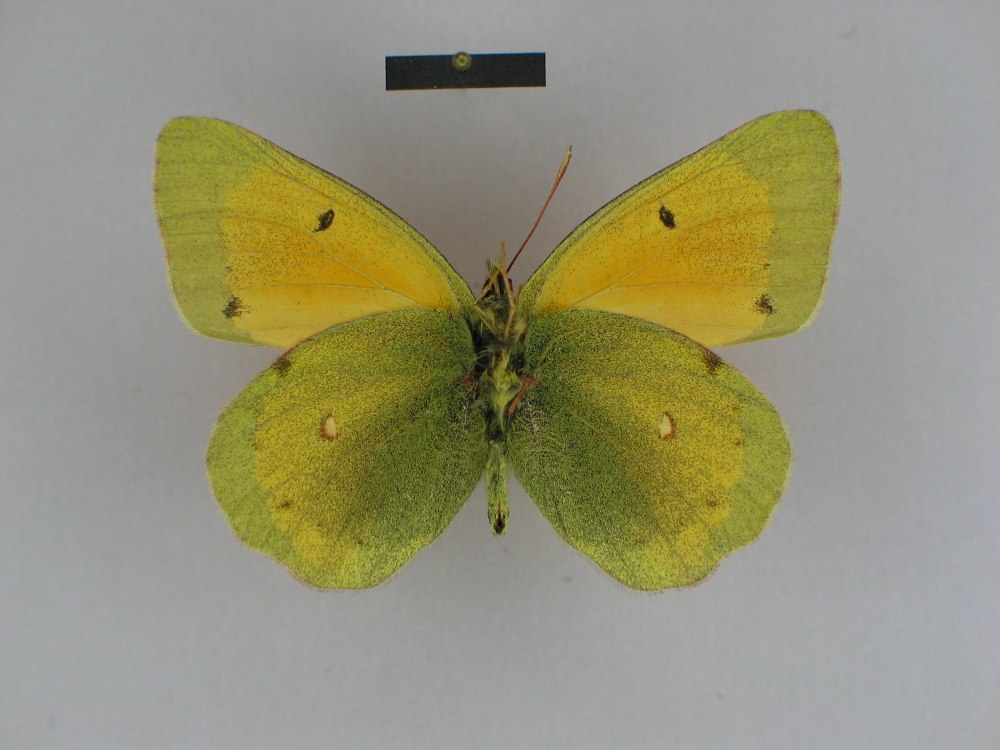 COLIAS Hyperborea