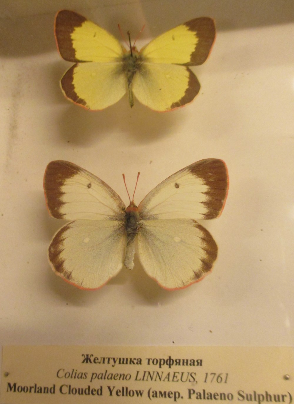 1660. Желтушка торфяниковая – COLIAS palaeno (Linnaeus, 1761)
