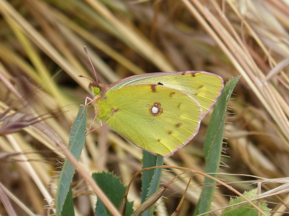 COLIAS croceus