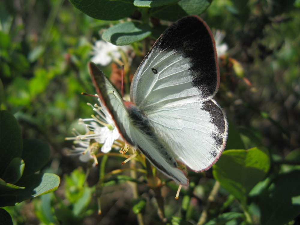 COLIAS palaeno