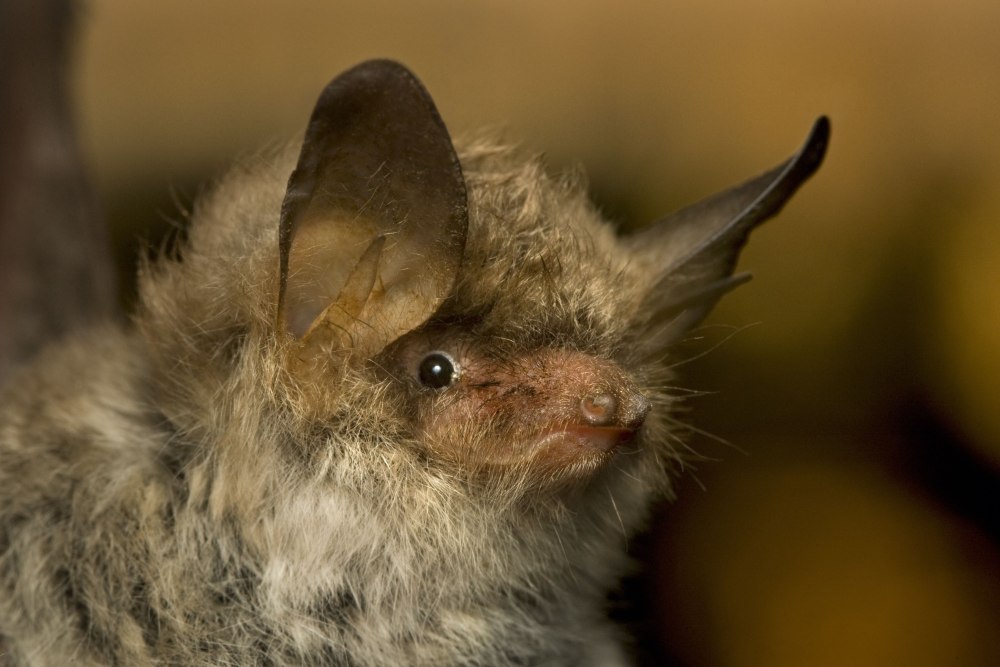 Ночница остроухая – Myotis blythi Tomes, 1857