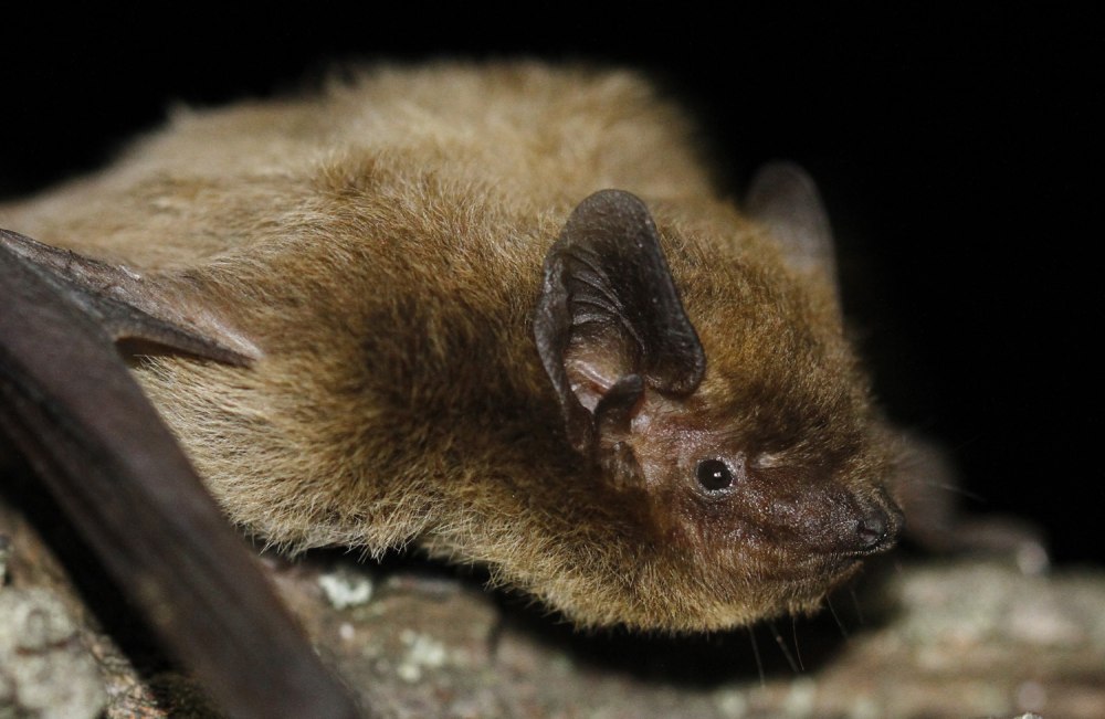 Нетопырь-карлик pipistrellus pipistrellus